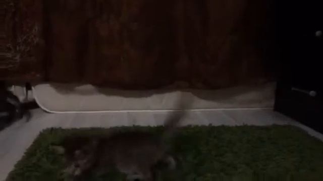 Указка и Мышонок! смотреть онлайн