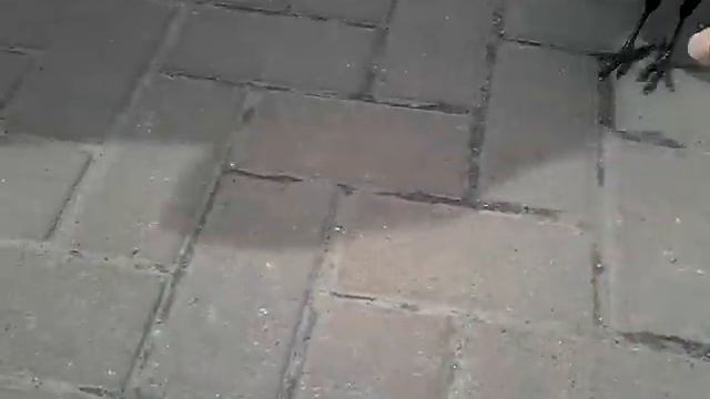 Ручной ворон в Одесском аэропорту. Берегите деньги!!! смотреть онлайн