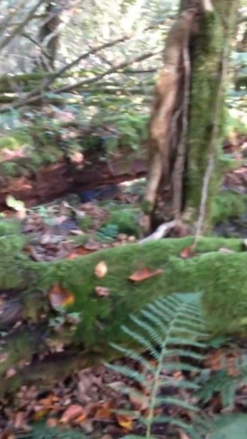 Много грибов. Сочи. 50 кг с одного дерева