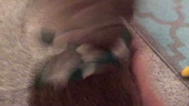 Homer Meets Monkey Charles! смотреть онлайн