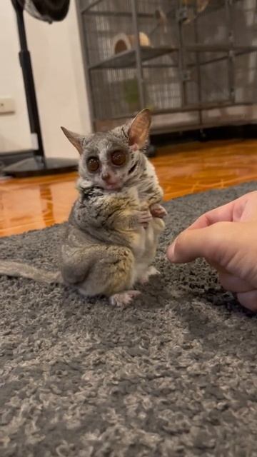 not obese Just fluffy смотреть онлайн