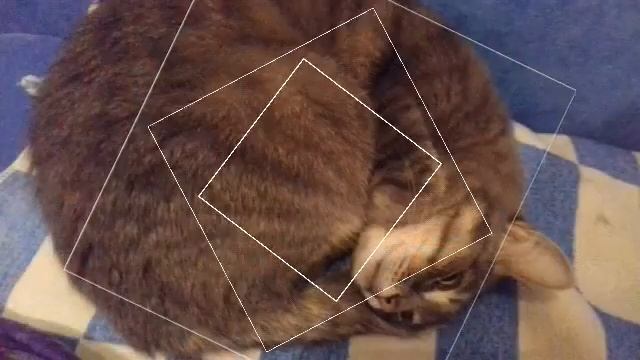 Мои домашние питомцы . Видео про Мусю 🐱🐈 :) !!!!! смотреть онлайн