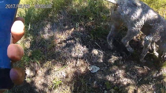 Ricerca Tartufo -  Truffle Research