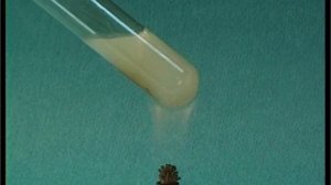 Денатурация белков