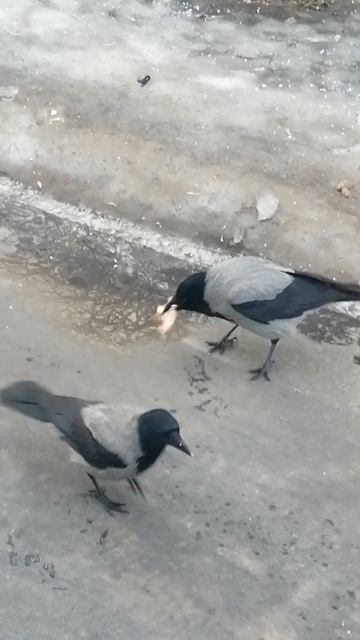 Курицу в зубы и полетел / Hooded crows. Chicken must be defended at all costs смотреть онлайн