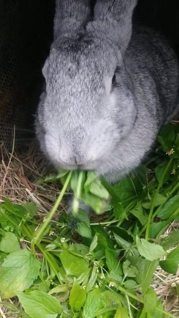 #shorts #село #кролик#милота смотреть онлайн
