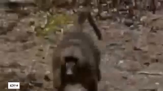 Обезьяна помогает свою другу смотреть онлайн