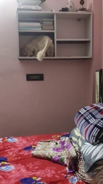 brownie high jumb || Fluffy cats смотреть онлайн