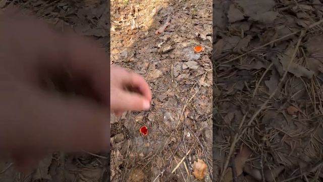 Лесные чудеса и сокровища