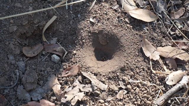 Antlions - Kings of the Underworld смотреть онлайн