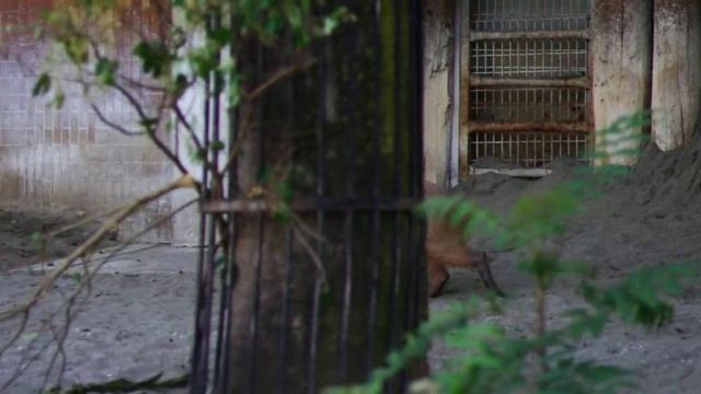 泳ぐカピバラさん　Capybara swims смотреть онлайн