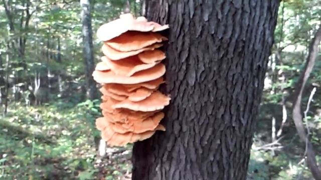 Orange Mushrooms ? смотреть онлайн