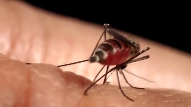 რამდენად საშიშია კოღოს ნაკბენი და როგორ დავიცვათ თავი მათგან смотреть онлайн