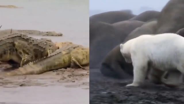ТОП 10 САМЫХ ОГРОМНЫХ ЖИВОТНЫХ смотреть онлайн