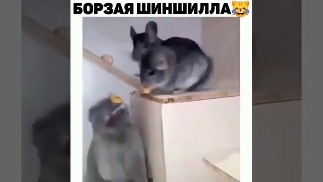 Наглая шиншилла)😅 смотреть онлайн