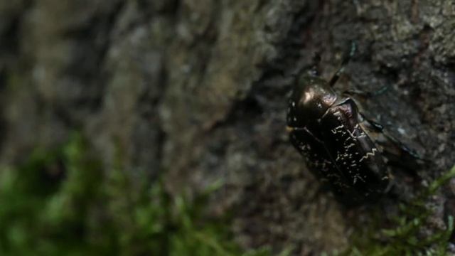 Marbled Rose Chafer (Protaetia marmorata) Ruissalo Island, Finland (1Of3) смотреть онлайн