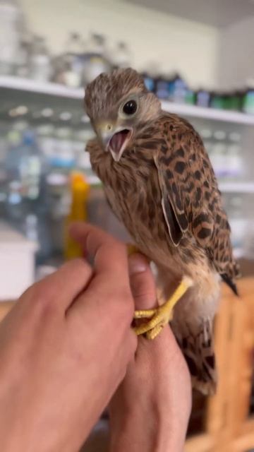 Птенчик с каждым днём становится все старше🐣🐥🪶🦅 смотреть онлайн