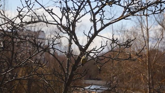 Great tit. Salvation смотреть онлайн
