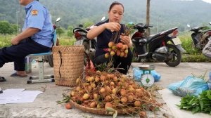 Harvest Fresh Lychee Garden goes to the market sell - Build life farm - Lý Thị Ca
