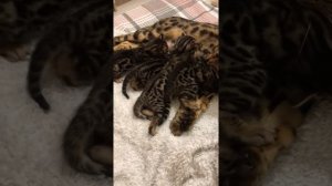 Бенгальские Котята