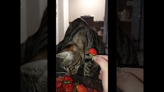 Первый раз пробую клубнику. смотреть онлайн