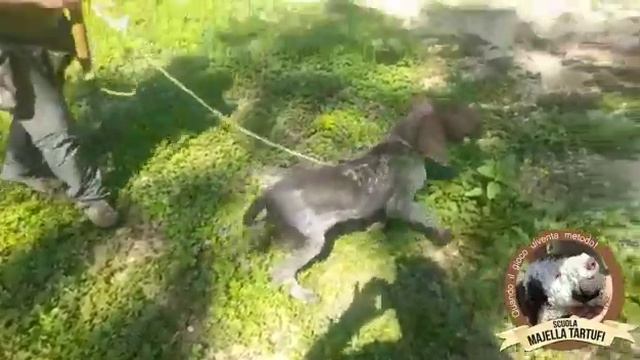 TRUFFLE HUNTING GERMAN HOUND PUPPY смотреть онлайн