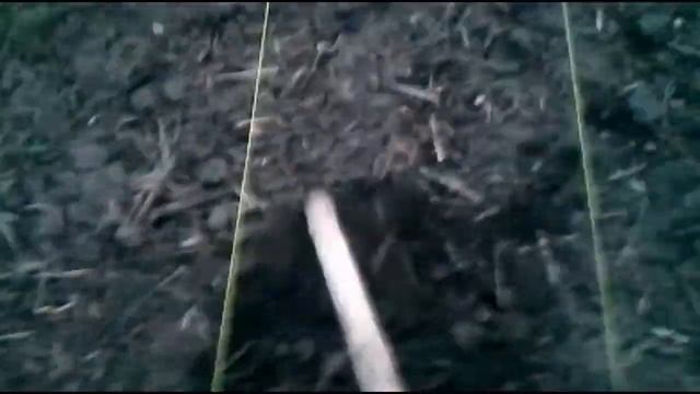 Как обрабатывать проросток фундука, чтобы не навредить ему!