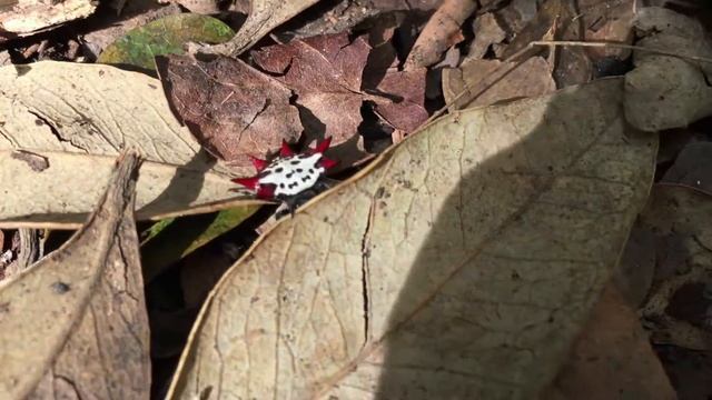 Araignée Épineuse (Gasteracantha cancriformis) смотреть онлайн