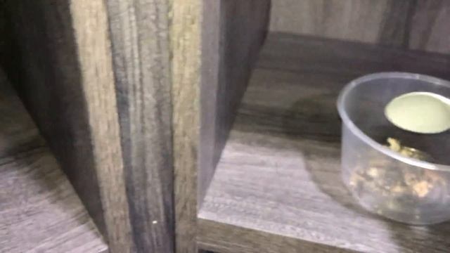 (Toxic?) White POWDER in TARANTULA cage ~ Is it DANGEROUS ??!! смотреть онлайн