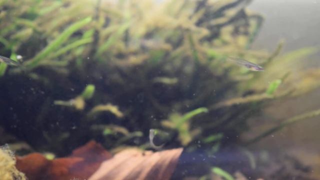 Danionella priapus feeding смотреть онлайн