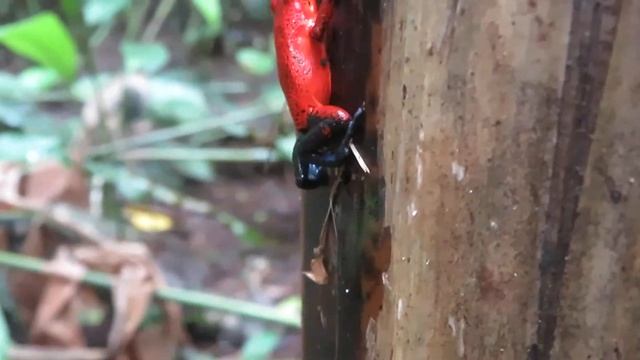 Strawberry Poison-dart Frog (Oophaga pumilio) смотреть онлайн