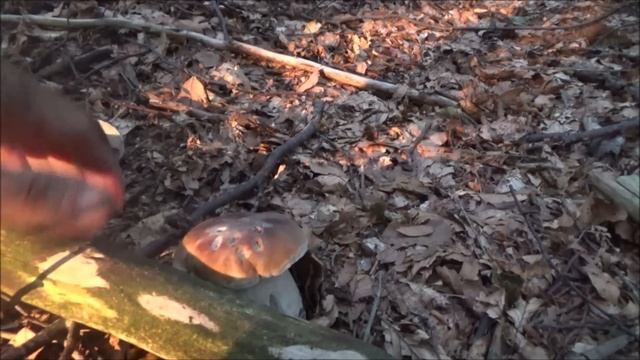 Benvenuti In Paradiso - Puntata 8 Di 10 -  Funghi Porcini Settembre 2020