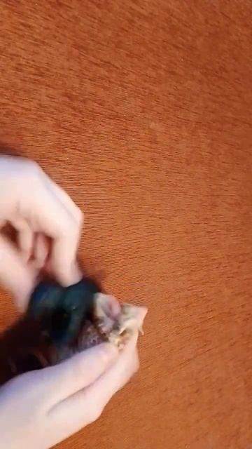 Леопард vs Пантеры смотреть онлайн