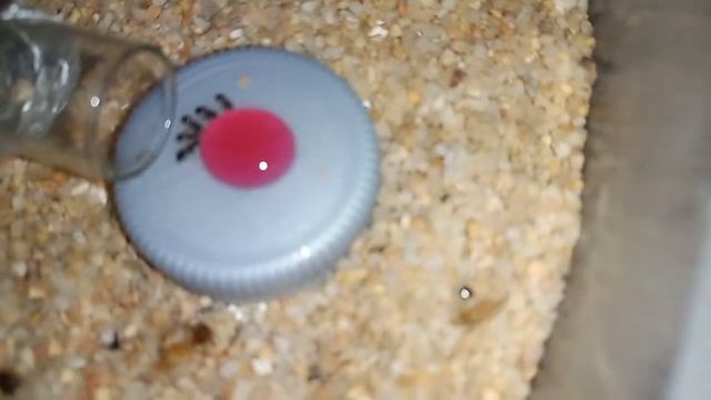 Meranoplus bicolor - มดโล่ห์บ้าน смотреть онлайн