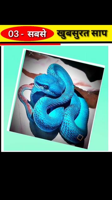 Most beautiful snake in the world #beautifulsnakes #snake #short #shortvideo #shorts смотреть онлайн