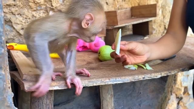 Poor Baby Monkey Wakes Up And Refuses To Eat Fruit, Girl Worried