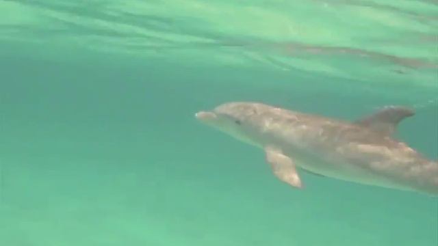 Signature Whistle смотреть онлайн