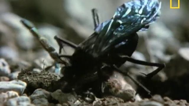 Wasp vs. Spider | National Geographic смотреть онлайн