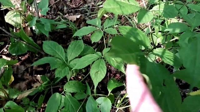 Женьшень. Грибы, панцуй... смотреть онлайн