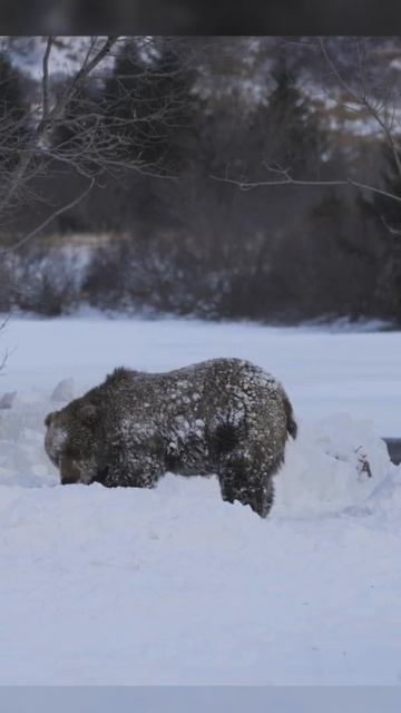 Winter Bears in Kodiak, Alaska! How epic is this!?! смотреть онлайн