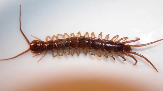 How many babies do Centipedes have? How many legs does a centipede have? смотреть онлайн