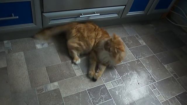 Кот играет с резинкой Funny cat video смотреть онлайн