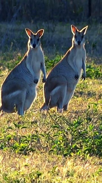 Kangaroo 4K-TRAVEL Nature Relaxation Film - Peaceful Relaxing Music - 4k Video Ultra HD смотреть онлайн