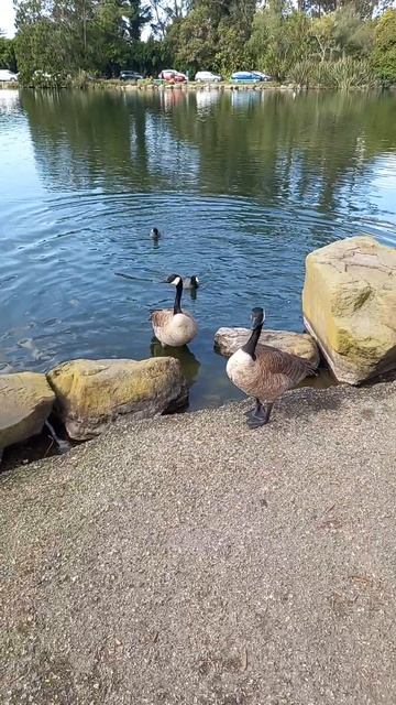 #park #гуси #утки (1) смотреть онлайн