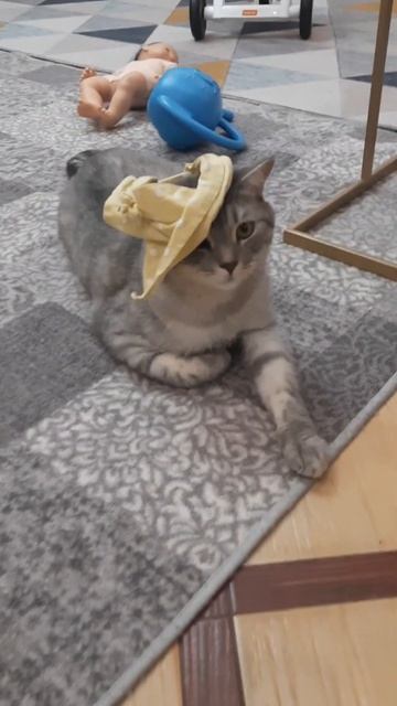 У Кота шапочка🥰 модный кот😍 смешные коты и кошки🥰 смотреть онлайн