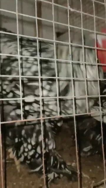 Виноград зимой для курочек смотреть онлайн