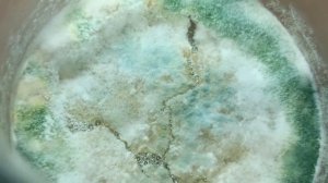 Триходерма размножение в домашних условиях #триходермапрофит #биопрепараты #агар #город61 #био