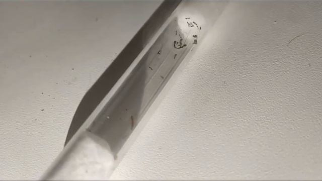 MONOMORIUM CHINENSE ВПЕРВЫЕ НА РУССКОЯЗЫЧНЫМ ЮТУБЕ! смотреть онлайн
