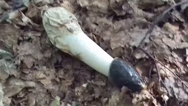 *** ESEMPLARE del "FALLUS IMPUDICUS" che emana... смотреть онлайн