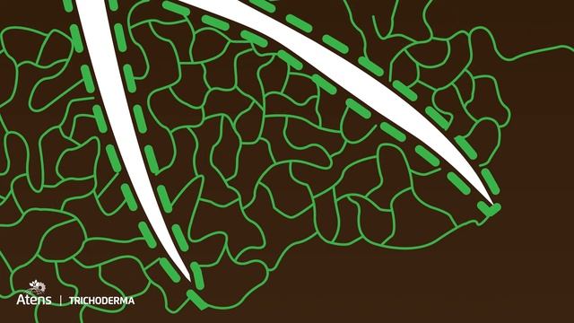 ¿Como Funcionan Las Trichodermas? - Atens Te Lo Explica